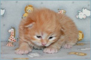 Female Siberian Kitten from Deedlebug Siberians